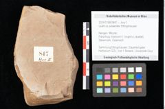 Foto (Objekt + Etikett) von Quercus palaeoilex Ettingshausen (NHMW-GEO-2024-0188-0847)